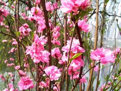 -重庆彩云湖湿地公园