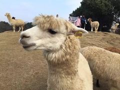 -常州淹城野生动物世界