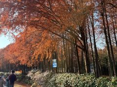 -上海海湾国家森林公园