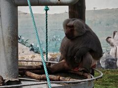 -西霞口神雕山野生动物世界