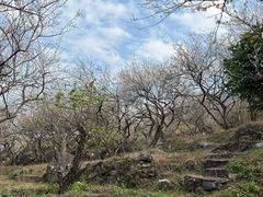 -广州市流溪河国家森林公园