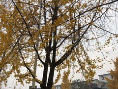 -森果咖啡(人民西路店)