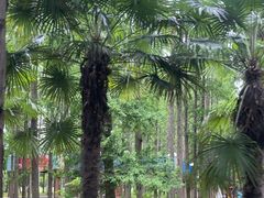 -黄海国家森林公园