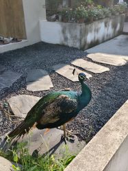 -爱丽馨御景月子中心