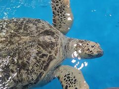 -芜湖新华联大白鲸海洋公园