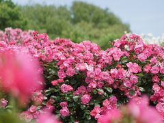 -上海辰山植物园