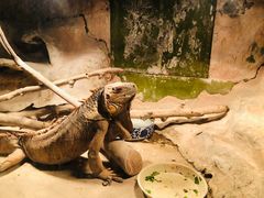 -上海大自然野生昆虫馆(东方明珠·爬宠昆虫探索中心)