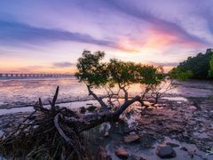 -宝安西湾红树林湿地公园