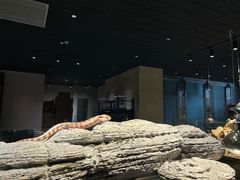 -帕帕拉兹宠物(亚洲旗舰店)