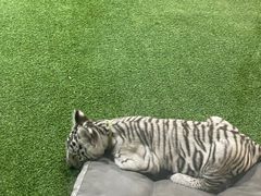 -清迈夜间动物园