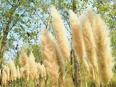 -合肥滨湖国家森林公园