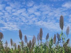 -杭州湾海上花田景区