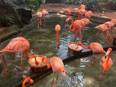 -海南热带野生动植物园