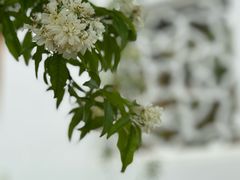 -龙华寺