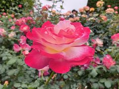 -人民公园(罗湖区)