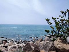 -广东惠东海龟国家级自然保护区