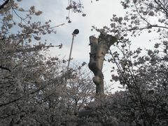 -武汉大学-樱园
