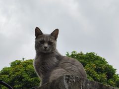 -猫岛主趣味餐厅(鼓浪屿店)