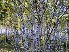 -乌兰布统景区-白桦林