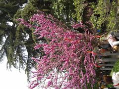 -西安青龙寺遗址景区