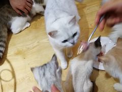 -万小咖.猫咖(中山路天虹店)