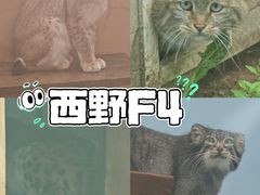 -青藏高原野生动物园