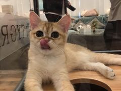 -袖虎·猫馆(体育西路店)