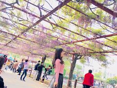 -嘉定紫藤园