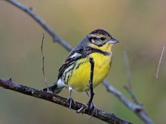 -广州白江湖森林公园