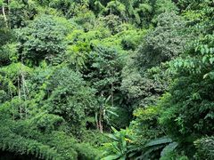 -西双版纳原始森林公园