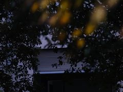 -猫里有甜