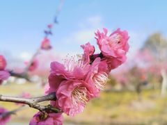 -花开海上生态园