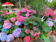 -上海共青森林公园