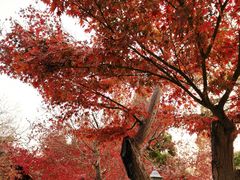 -南通博物苑-崇川人民公园