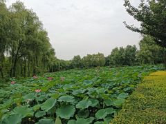 -西安浐灞国家湿地公园