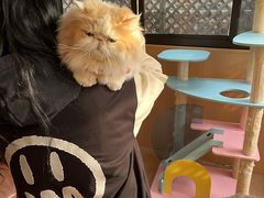 -MOCHA明星猫咖(田子坊店)