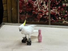 -燕塞湖鸟语林景区