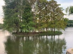 -上海共青森林公园