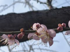 -无锡梅园公园