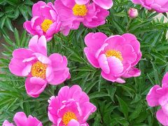 -圆明园遗址公园-藻园门售票处