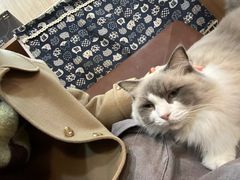 -MOCHA明星猫咖(田子坊店)