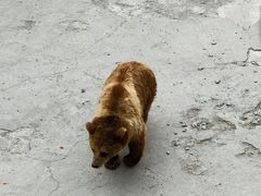 -哈尔滨北方森林动物园