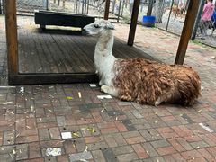 -长白岛森林公园