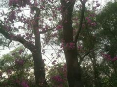 -金鸡山公园