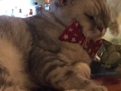 -猫色咖啡·猫咖