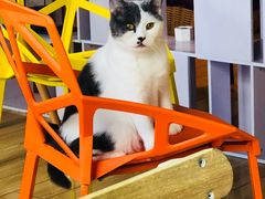 -Cappucimeow猫咪咖啡馆(韦伯时代店)