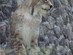 -青藏高原野生动物园