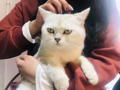 -喵屿·大理花园猫咖