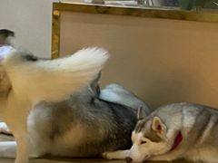 -Husky Go! 哈士奇体验馆·宠物咖啡厅狗咖