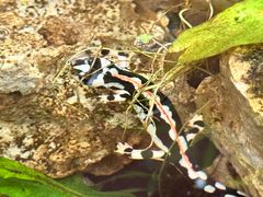 -阿提斯皇家动物园